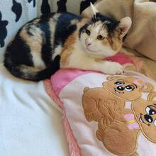 KORI, Katze, Hauskatze in Bulgarien - Bild 4