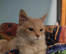 LEO, Katze, Hauskatze in Bulgarien - Bild 1