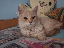 LEO, Katze, Hauskatze in Bulgarien - Bild 12