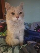 LEO, Katze, Hauskatze in Bulgarien - Bild 13