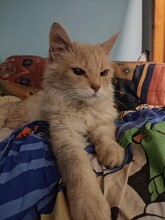 LEO, Katze, Hauskatze in Bulgarien - Bild 2