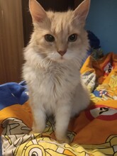 LEO, Katze, Hauskatze in Bulgarien - Bild 3