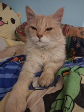 LEO, Katze, Hauskatze in Bulgarien - Bild 4