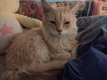 LEO, Katze, Hauskatze in Bulgarien - Bild 5