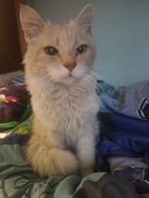 LEO, Katze, Hauskatze in Bulgarien - Bild 6