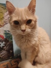 LEO, Katze, Hauskatze in Bulgarien - Bild 7