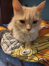LEO, Katze, Hauskatze in Bulgarien - Bild 8