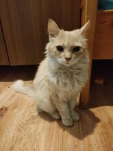 LEO, Katze, Hauskatze in Bulgarien - Bild 9