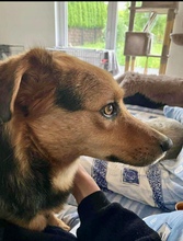 OSCAR, Hund, Mischlingshund in Kassel - Bild 1