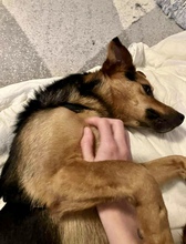 OSCAR, Hund, Mischlingshund in Kassel - Bild 10