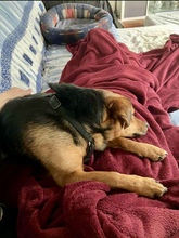 OSCAR, Hund, Mischlingshund in Kassel - Bild 11