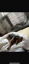 OSCAR, Hund, Mischlingshund in Kassel - Bild 12