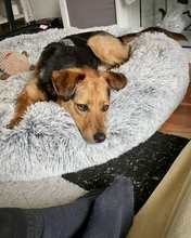 OSCAR, Hund, Mischlingshund in Kassel - Bild 13