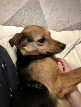 OSCAR, Hund, Mischlingshund in Kassel - Bild 2