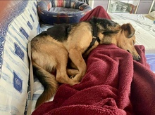 OSCAR, Hund, Mischlingshund in Kassel - Bild 4