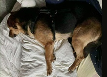 OSCAR, Hund, Mischlingshund in Kassel - Bild 5