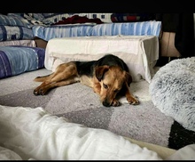 OSCAR, Hund, Mischlingshund in Kassel - Bild 6