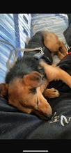OSCAR, Hund, Mischlingshund in Kassel - Bild 8