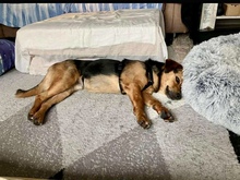 OSCAR, Hund, Mischlingshund in Kassel - Bild 9