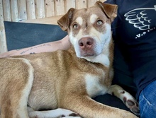 PEPE, Hund, Mischlingshund in Utzenstorf - Bild 1