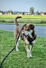 PEPE, Hund, Mischlingshund in Utzenstorf - Bild 10