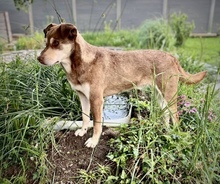 PEPE, Hund, Mischlingshund in Utzenstorf - Bild 11