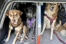PEPE, Hund, Mischlingshund in Utzenstorf - Bild 12