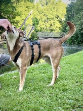 PEPE, Hund, Mischlingshund in Utzenstorf - Bild 2