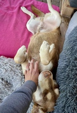 PEPE, Hund, Mischlingshund in Utzenstorf - Bild 3