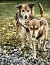 PEPE, Hund, Mischlingshund in Utzenstorf - Bild 4