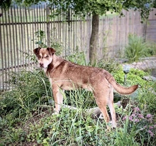 PEPE, Hund, Mischlingshund in Utzenstorf - Bild 5
