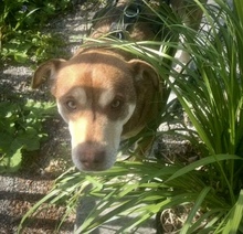 PEPE, Hund, Mischlingshund in Utzenstorf - Bild 6