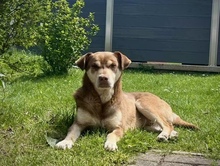PEPE, Hund, Mischlingshund in Utzenstorf - Bild 8