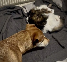 PEPE, Hund, Mischlingshund in Utzenstorf - Bild 9
