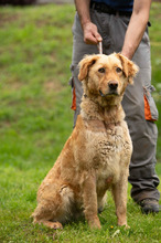LARA, Hund, Golden Retriever Hütehund Mischling in Ungarn - Bild 1