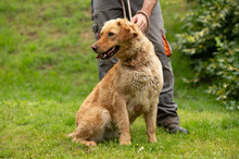 LARA, Hund, Golden Retriever Hütehund Mischling in Ungarn - Bild 10