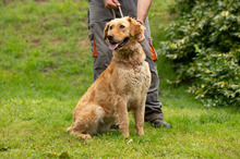 LARA, Hund, Golden Retriever Hütehund Mischling in Ungarn - Bild 11