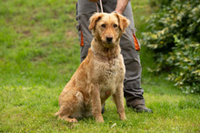LARA, Hund, Golden Retriever Hütehund Mischling in Ungarn - Bild 12