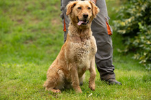 LARA, Hund, Golden Retriever Hütehund Mischling in Ungarn - Bild 13