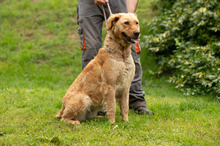 LARA, Hund, Golden Retriever Hütehund Mischling in Ungarn - Bild 14