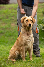 LARA, Hund, Golden Retriever Hütehund Mischling in Ungarn - Bild 15