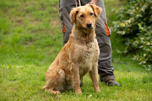 LARA, Hund, Golden Retriever Hütehund Mischling in Ungarn - Bild 16