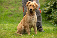 LARA, Hund, Golden Retriever Hütehund Mischling in Ungarn - Bild 17