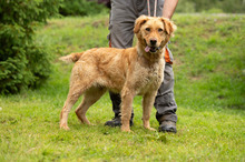 LARA, Hund, Golden Retriever Hütehund Mischling in Ungarn - Bild 18