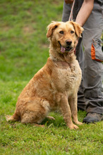 LARA, Hund, Golden Retriever Hütehund Mischling in Ungarn - Bild 19