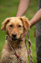 LARA, Hund, Golden Retriever Hütehund Mischling in Ungarn - Bild 2