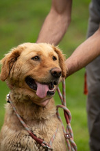 LARA, Hund, Golden Retriever Hütehund Mischling in Ungarn - Bild 20