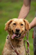LARA, Hund, Golden Retriever Hütehund Mischling in Ungarn - Bild 3