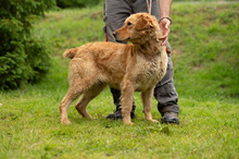 LARA, Hund, Golden Retriever Hütehund Mischling in Ungarn - Bild 4