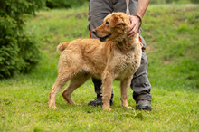 LARA, Hund, Golden Retriever Hütehund Mischling in Ungarn - Bild 5